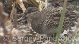 Video of Eurasian Teal - Eating Eurasian Teal in lake of winter